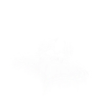 Imagen de las alas de monarca